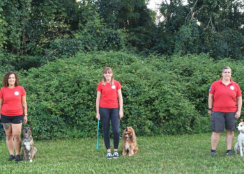 THREE DOGS